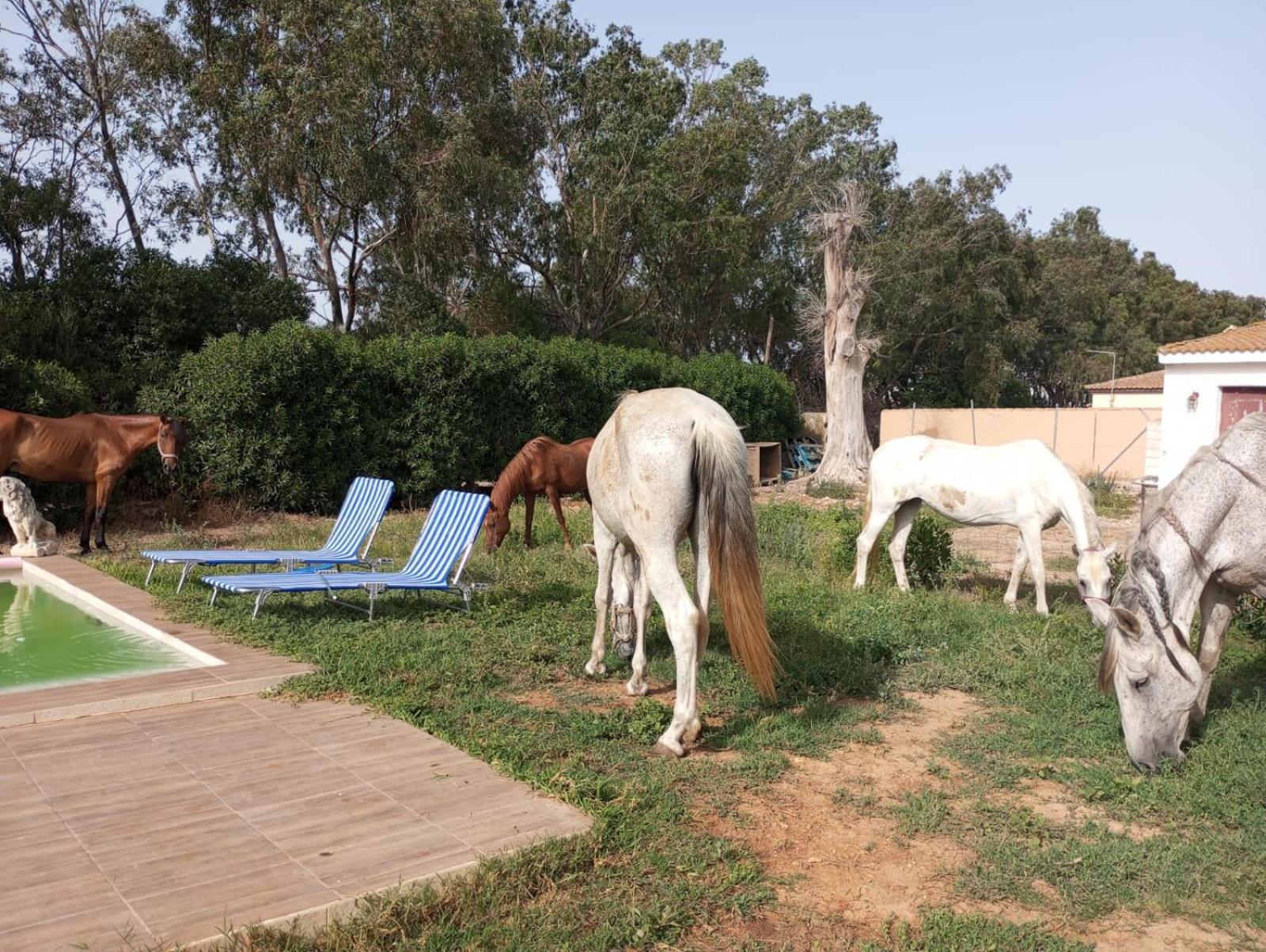 הוילה צ'יקלנה דה לה פרונטרה Centro Ecuestre Girasol מראה חיצוני תמונה